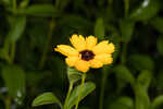 Fringeleaf tickseed